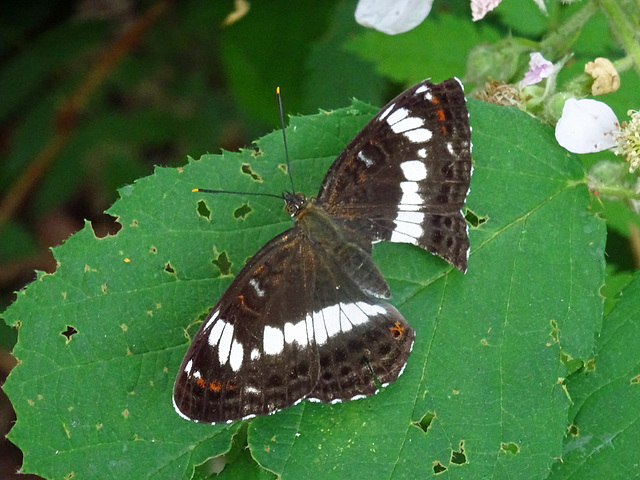 White Admiral,Limenitis camilla