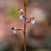 Corallorhiza odontorhiza (Autumn Coral Root orchid)