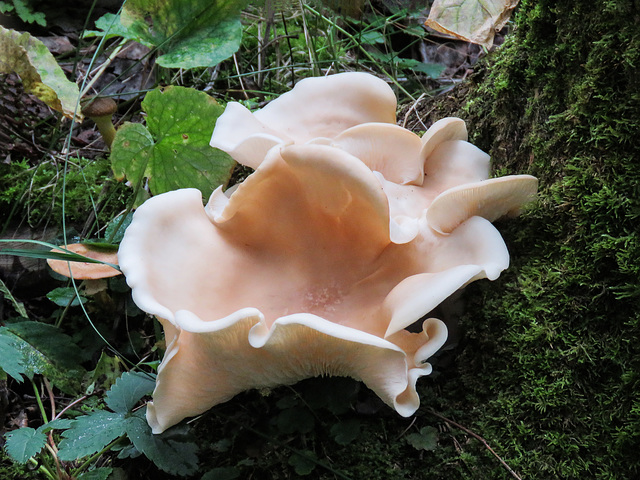 Fungus