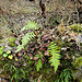 Gelappter Schildfarn (Polystichum aculeatum)