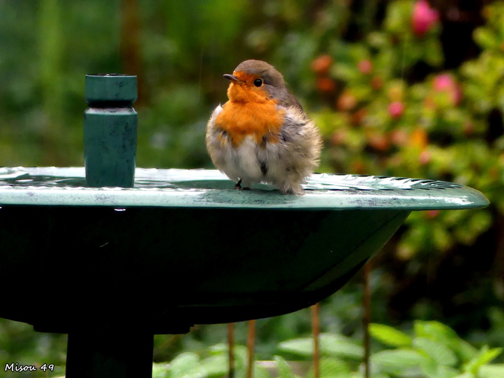 Dans mon jardin