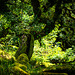 Wistman's Wood - 20230811- DSC9841