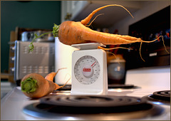 The carrot harvest begins