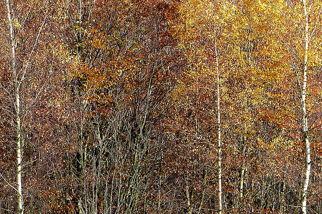 Herbstflimmern