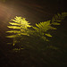 Abendsonne im Wald