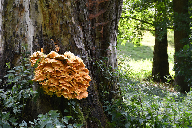 Baumpilz  exclusive-aambosch