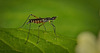 Die Stelzenfliegen (Micropezidae) kam mit stolzen Gange :)) The stilt flies (Micropezidae) came strutting proudly :)) Les mouches échasses (Micropezidae) sont arrivées en se pavanant fièrement :))