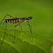 Die Stelzenfliegen (Micropezidae) kam mit stolzen Gange :)) The stilt flies (Micropezidae) came strutting proudly :)) Les mouches échasses (Micropezidae) sont arrivées en se pavanant fièrement :))