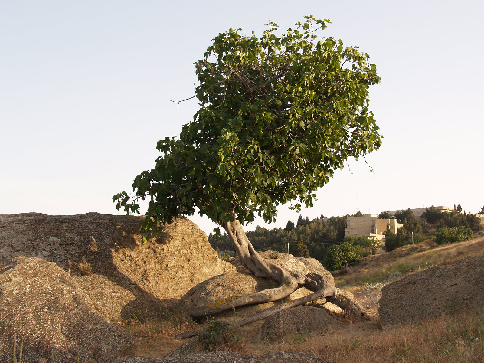 Tree at Stony Slope