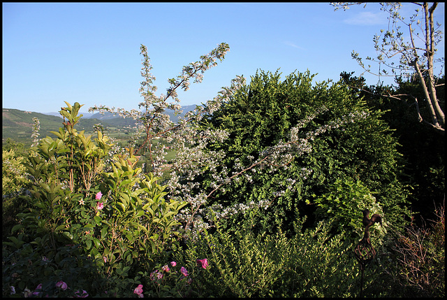 Sophora davidii (3)