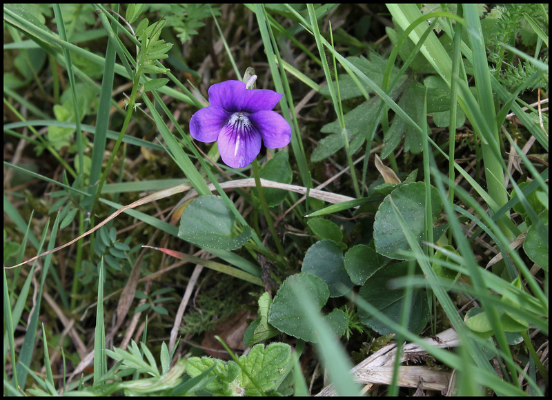 Viola (5)