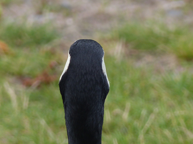 Barnacle Goose (3) - 1 August 2016