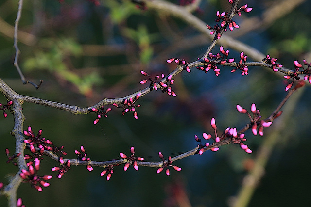 Branches à LED