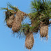 Yellow-rumped Cacique nests, Brasso Seco trip, afternoon