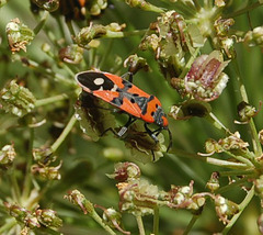DSC 0443a