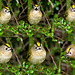 The Goldcrest family are back in residence in the Cotoneaster bush