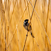 Reed bunting