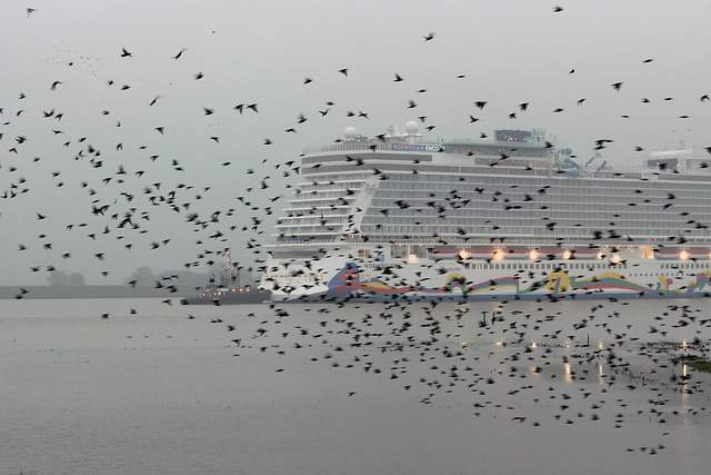 Überführung "Norwegian Encore"