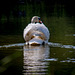 Birkenhead Park swan