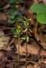 Corallorhiza odontorhiza (Autumn Coral Root orchid)