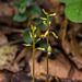 Corallorhiza odontorhiza (Autumn Coral Root orchid)