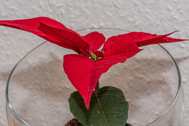 Blume, flower, Weihnachtsstern