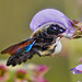 Insekten Highlights 2021 (2): Blaue Holzbiene - Insect highlights 2021 (2): violet carpenter bee