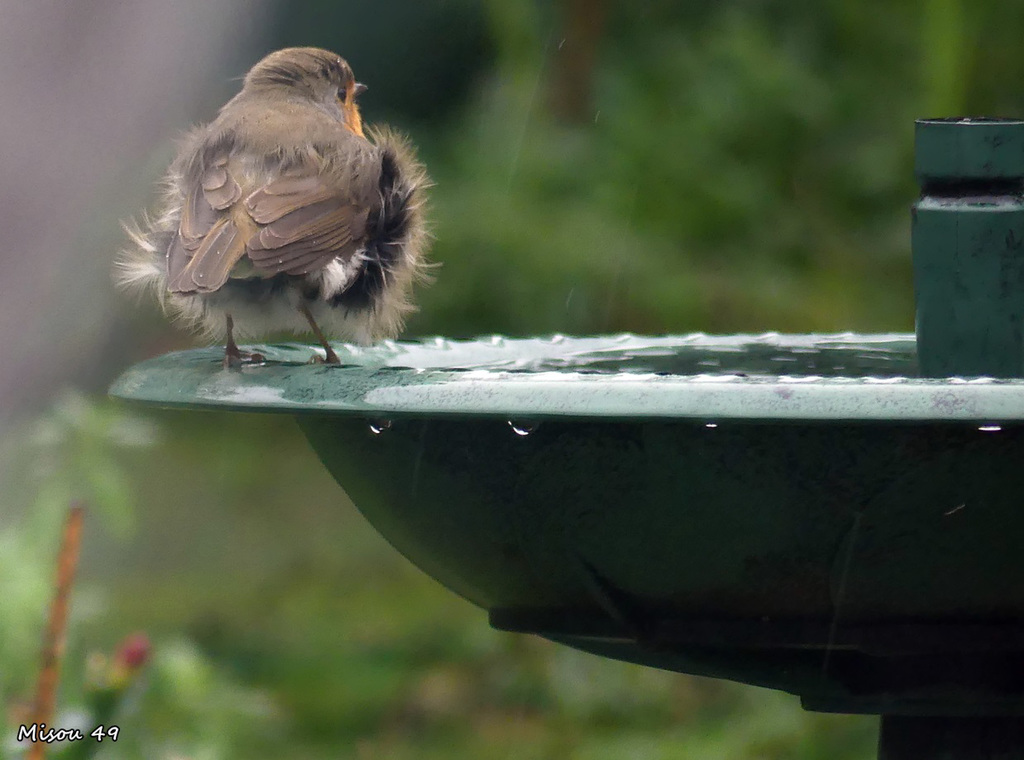 Dans mon jardin