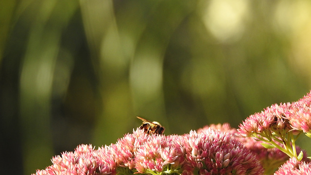 Biene auf  Hohe Fetthenne (Sedum telephium )