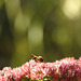 Biene auf  Hohe Fetthenne (Sedum telephium )