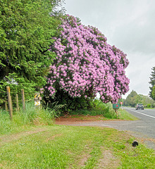 Gorgeous, Spring Blossom,