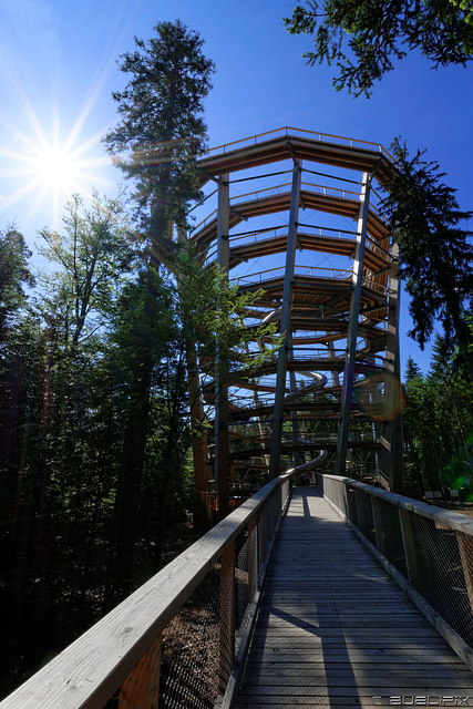 Aussichtsturm des Baumwipfelpfades bei Bad Wildbad (© Buelipix)