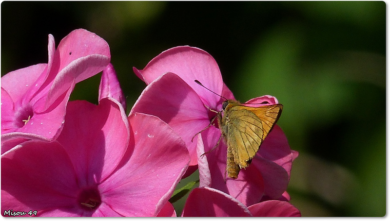 Le jardin des Renaudies en Mayenne