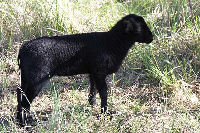 Transhumance du 5 mai 2016