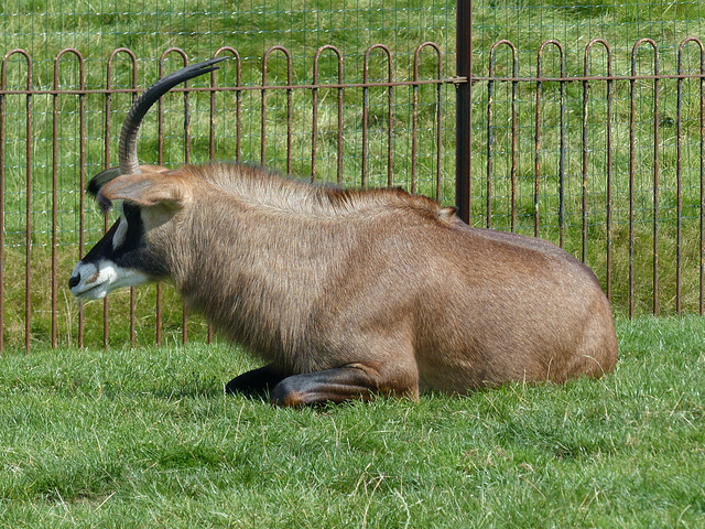 Chester Zoo (6) - 30 August 2016