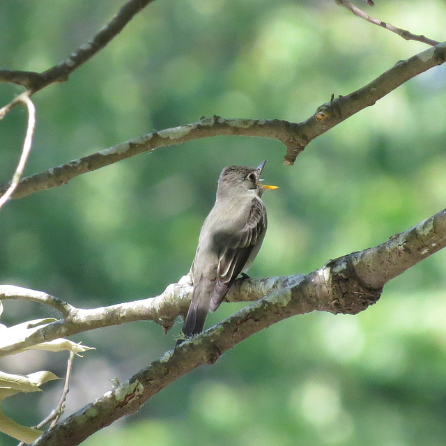 Eastern pewee