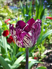 Tulip 'Queen of the Night' with virus