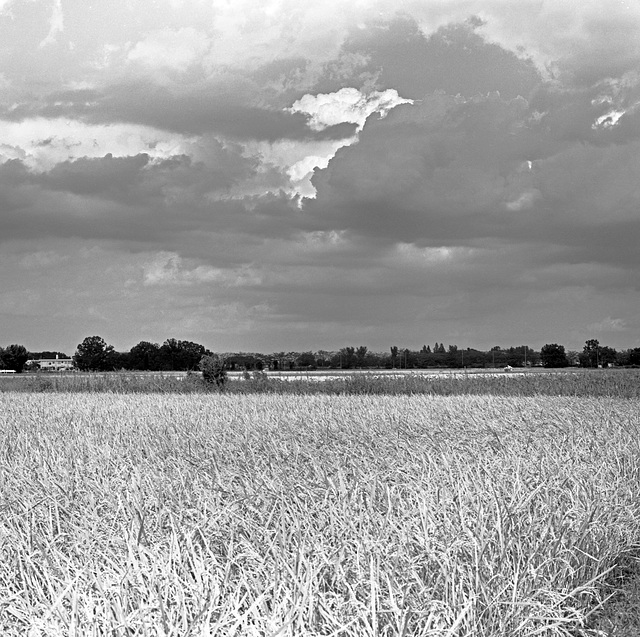 Mature rice crop