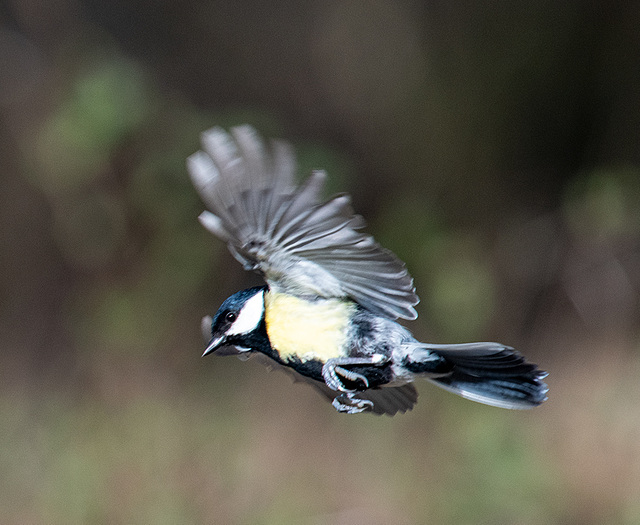 Great tit in flight