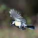 Great tit in flight