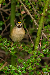 The Goldcrest family are back in residence in the Cotoneaster bush