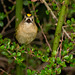 The Goldcrest family are back in residence in the Cotoneaster bush