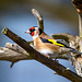 Goldfinch