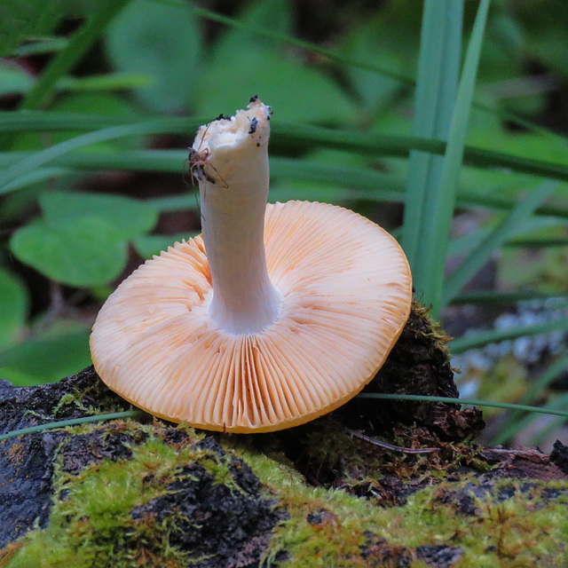 Showing off its gills