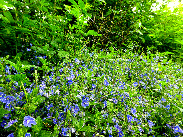 Germander Speedwell