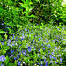 Germander Speedwell