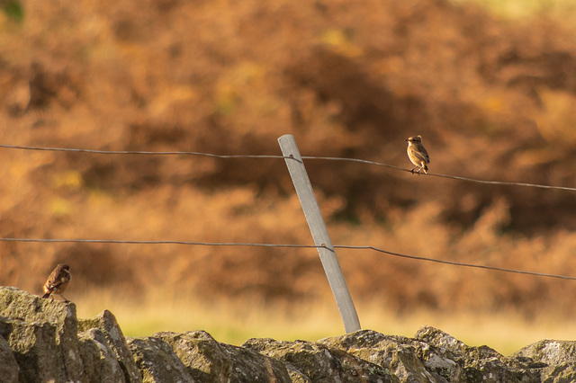 Stonechats at Woodhead  (6 of 7)