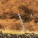 Stonechats at Woodhead  (6 of 7)