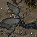 sur le sable