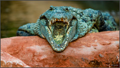Ein Reptil in der Ferme aux crocodile